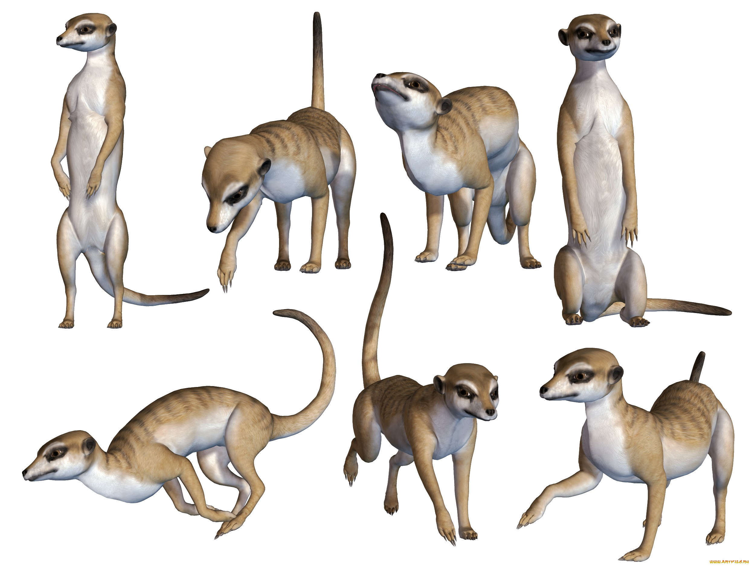 3 ,  , animals, meerkats